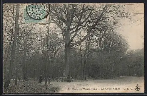 AK Bois de Vincennes, Le Gros Arbre, Baum