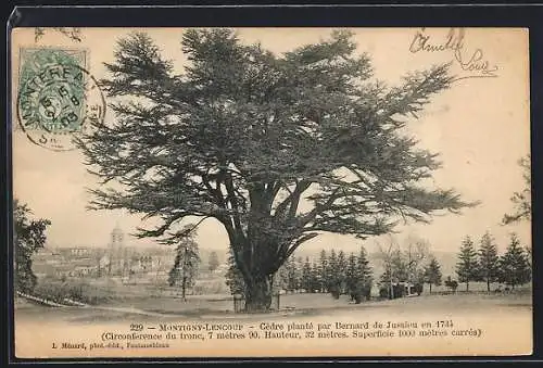 AK Montigny-Lencoup, Cèdre planté par Bernard de Jussieu en 1734, Baum