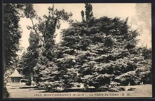 AK Montmorency /S.-et-O., Le Cèdre du Liban, Baum