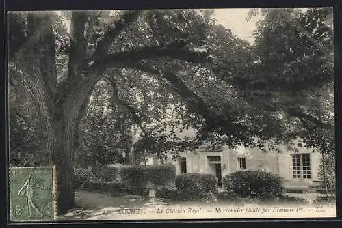 AK Loches, Le Château Royal, Maronnier planté par Francois Ier, Baum