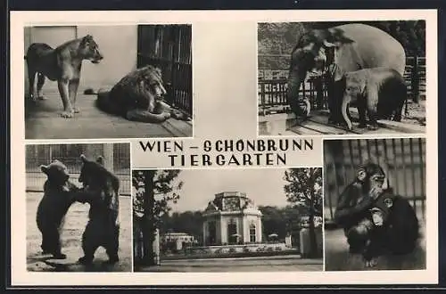 AK Wien-Schönbrunn, Tiergarten, Elefanten, Löwenpaar, Braunbären