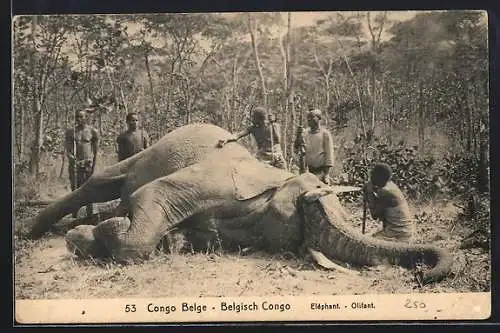 AK Congo Belge, Erlegter Elefant