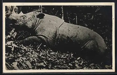 AK Erlegtes Panzernashorn im Urwald