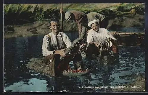 AK Alligators caught on the Isthmus of Panama