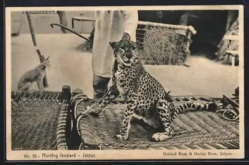 AK Jaipur, Hunting leopard