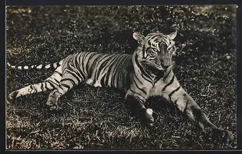 AK Foto eines gefangenen Tigers