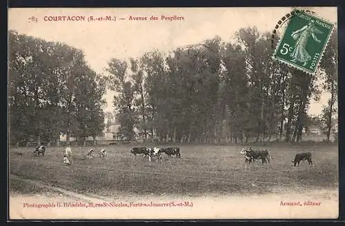 AK Courtacon, Avenue des Peupliers et vaches au pâturage