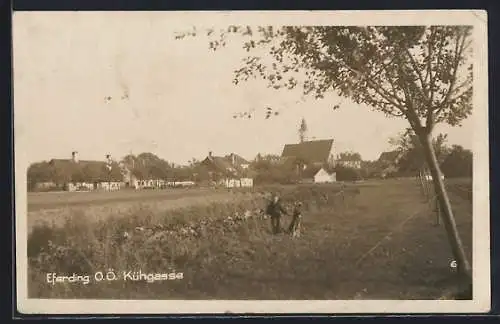 AK Eferding /O. Ö., Kühgasse und Junge mit Hund