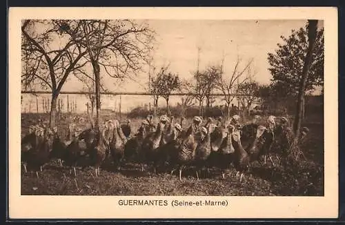 AK Guermantes, Troupeau de dindes dans le verger