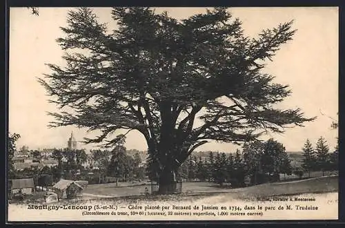 AK Montigny-Lencoup, Cèdre planté en 1734 dans le parc de M. Trudaine