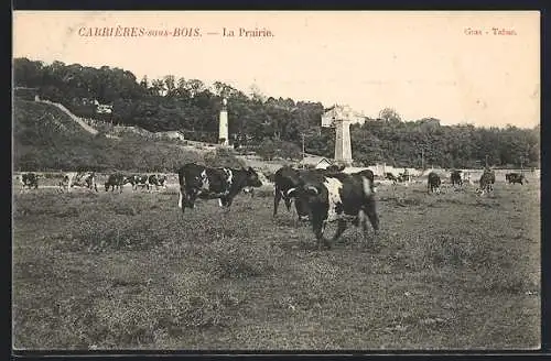 AK Carrières-sous-Bois, La Prairie avec des vaches au pâturage