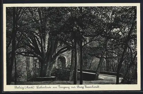 AK Belzig /Mark, Lutherlinde am Eingang zur Burg Eisenhardt