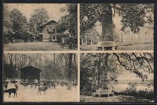 AK Dessau, Gasthof am Steglitzer Berg, Waldpartie mit Hirschen im Winter, Uferpartie