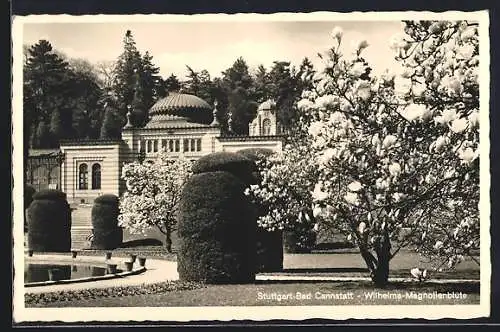 AK Stuttgart-Bad Cannstatt, Wilhelma-Magnolienblüte