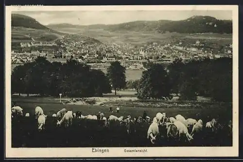 AK Ebingen, Gesamtansicht mit Schafherde