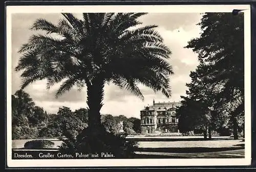 AK Dresden, Palme mit Palais im Grossen Garten