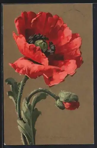 Künstler-AK Catharina Klein: Klatschmohn mit Knospe