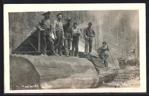 AK Humboldt County, CA, Holzfäller auf einem grossen Baumstamm