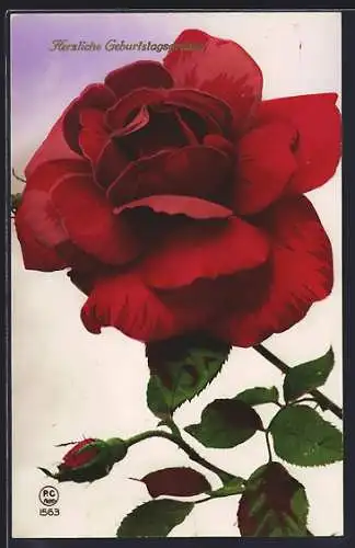 Foto-AK P. C. Paris: Rote Rose, Geburtstagsgruss