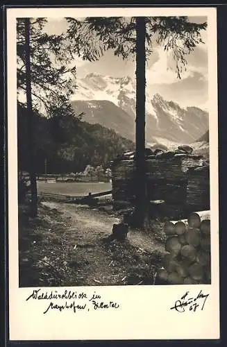 Foto-AK Hans Hruschka Nr. 67: Mayrhofen /Zillertal, Walddurchblick auf das Gebirge