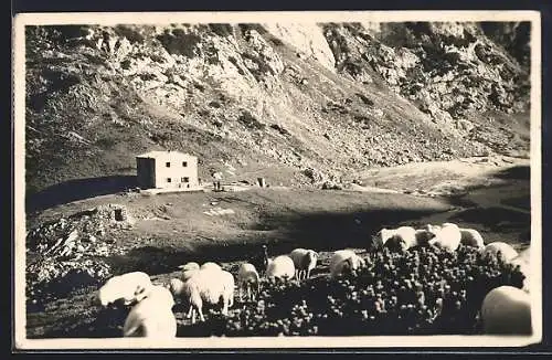 AK Koca na Korosici, Berghütte und Schafherde