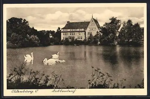 AK Oldenburg /Oldenburg, Dobbenteich mit Schwänen