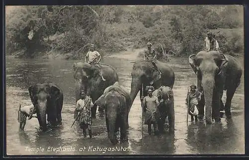 AK Ceylon, Badende Tempel-Elefanten, Katugastota