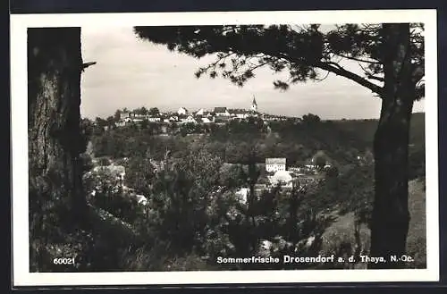 AK Drosendorf a. d. Thaya, Teilansicht mit Baum