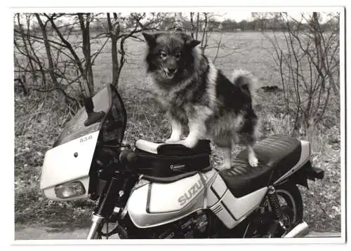 17 Fotografien Motorrad Suzuki GSX 1100 F, Motorrad-Treffen mit Chopper in Niedersachsen, Werkstatt-Szenen u.a.