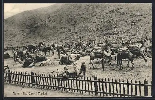 AK Aden, The Camel Market