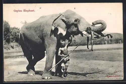 AK Ceylon, a Temple Elephant