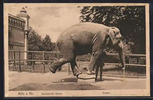 AK Köln a. Rh., Elefant im Zoologischen Garten