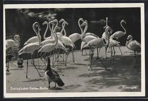 AK Berlin, Flamingos im Zoo