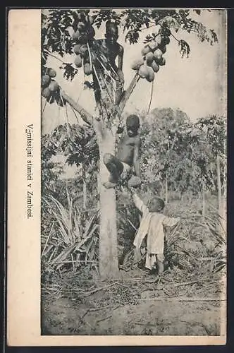 AK Zambesi, Kinder auf einem Baum