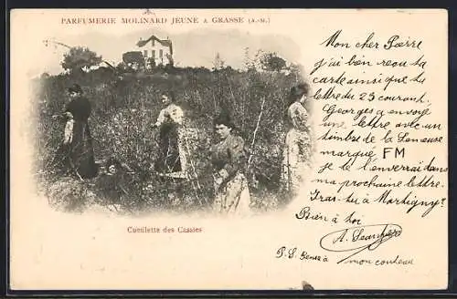 AK Grasse /A.-M., Parfumerie Molinard Jeune, Cueillette des Cassies, Parfümeur