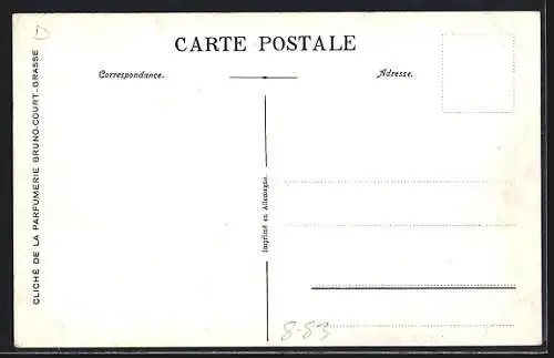 AK Grasse /Cote d`Azur, Parfumerie Bruno-Court, Cueillette du Jasmin, Parfümeur