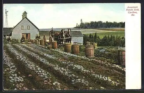 AK Caribou, Me., Aroostook, Potato field, Landwirtschaft