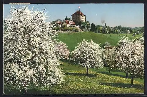 AK Gelfingen /Seetal, Schloss Heidegg bei Baumblüte