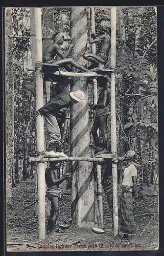 AK Tapping Rubber Trees with the aid of scaffolds, Kautschukernte