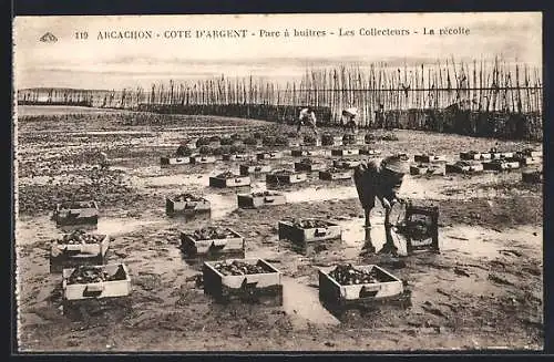 AK Arcachon, Parc a huitres - Les Collecteurs - La Recolte