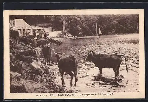 AK Lac Pavin, Troupeau de vaches à l`abreuvoir et voilier en arrière-plan