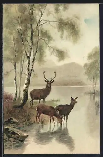 Künstler-AK Meissner & Buch (M&B) Nr. 1229: Hirsch & Rehe am See