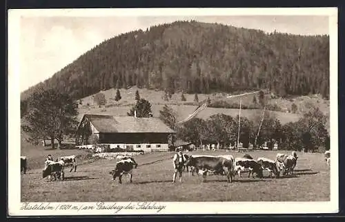 AK Salzburg, Zistelalm am Gaisberg