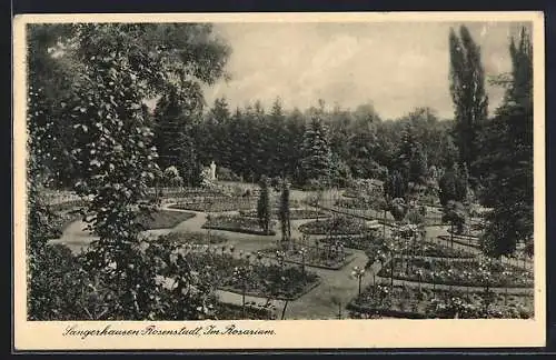 AK Sangerhausen-Rosenstadt, im Rosarium