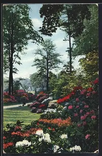 AK Dresden, Königlicher Grosser Garten, Rhododendronhain