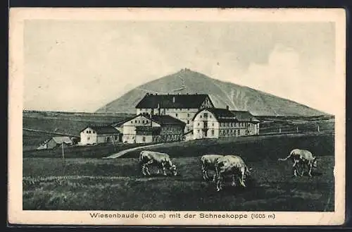 AK Wiesenbaude, weidende Kühe und Schneekoppe im Hintergrund