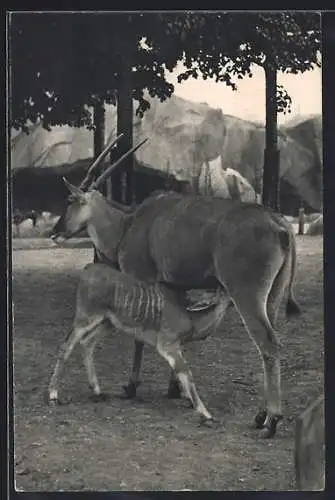 AK Paris, Parc Zoologique, Un Elan du Cap et son petit