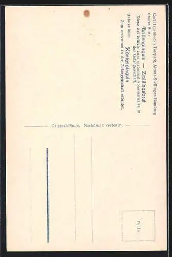 AK Brillenpinguin mit Zwillingsbrut und Königspinguin mit Jungem