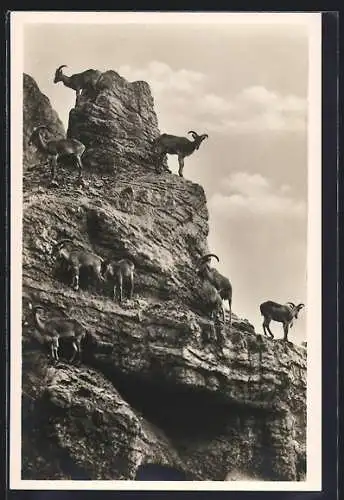 AK Altona-Stellingen-Hamburg, Hagenbeck`s Tierpark, Mähnenschafe