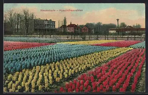 AK Heemstede, Hyacinthenvelden